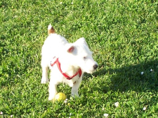 con su pelota preferida 